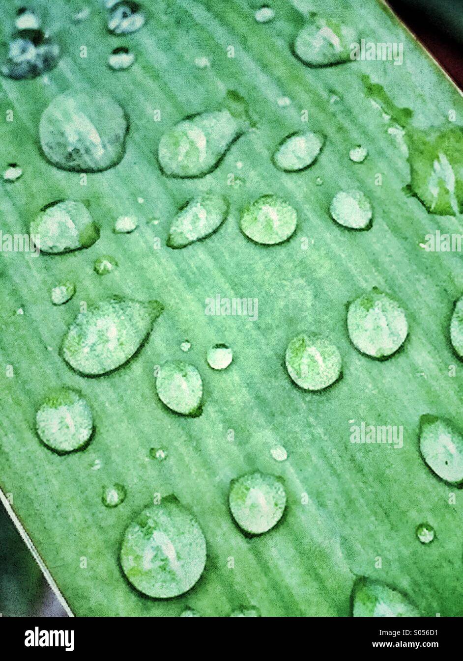 Gocce di pioggia sulla foglia di una pianta di yucca Foto Stock