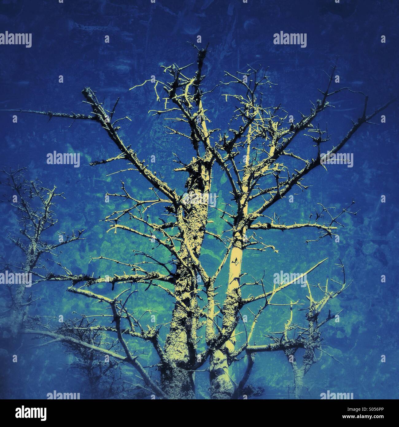 Albero morto - Immagine stock catturata con smartphone