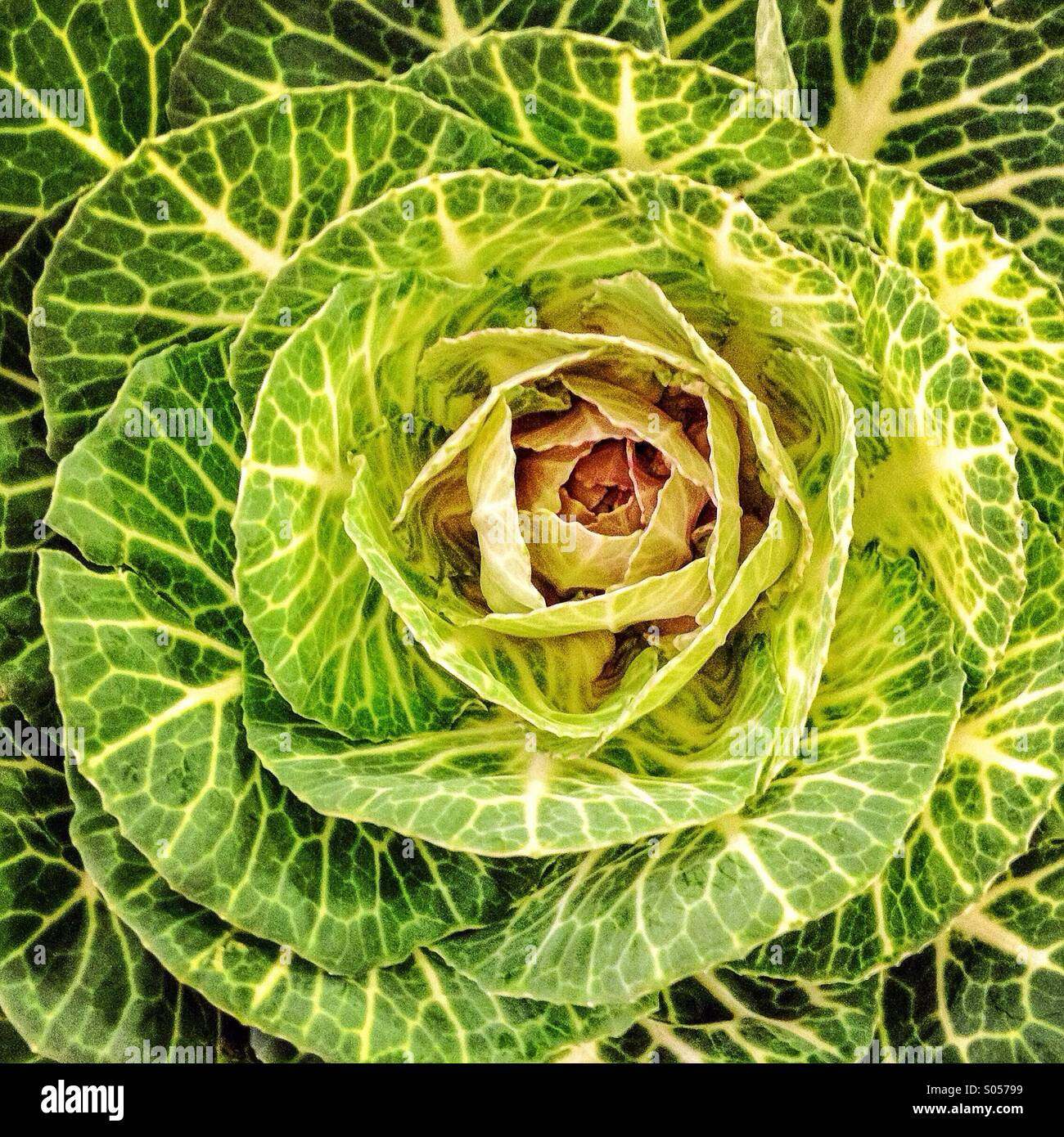 Modelli di foglia in tutto il cavolo verde - Immagine stock catturata con smartphone