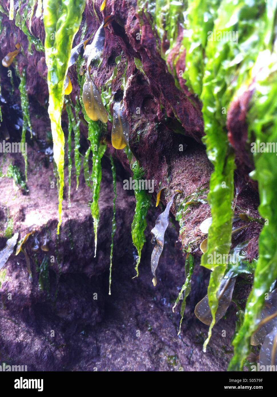 Le alghe viticci Foto Stock