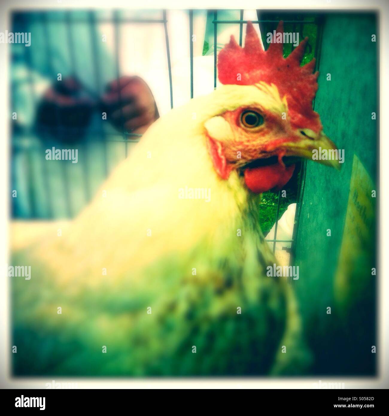 Beady Eye pollo Foto Stock