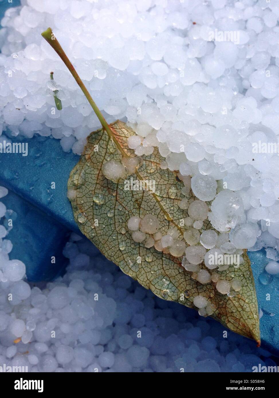 Breve estate grandinate strappare foglie da alberi e si accumulano i pellet di ghiaccio ovunque. Foto Stock