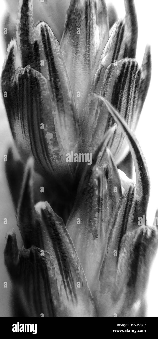 Chiusura del chicco di grano Foto Stock