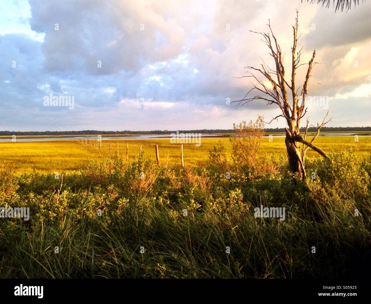 Marsh nella luce del mattino. Foto Stock