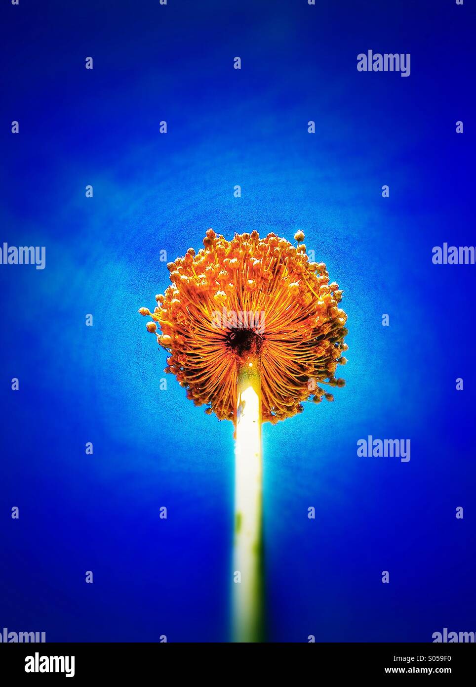 Fiore dell'allium Foto Stock