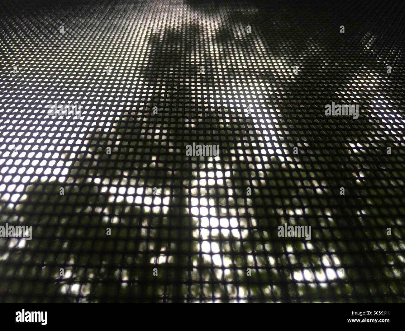 Alberi di pino attraverso un patio finestra. - Immagine stock catturata con smartphone