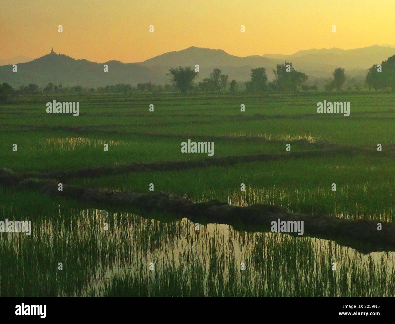 Campo di riso della Thailandia Foto Stock