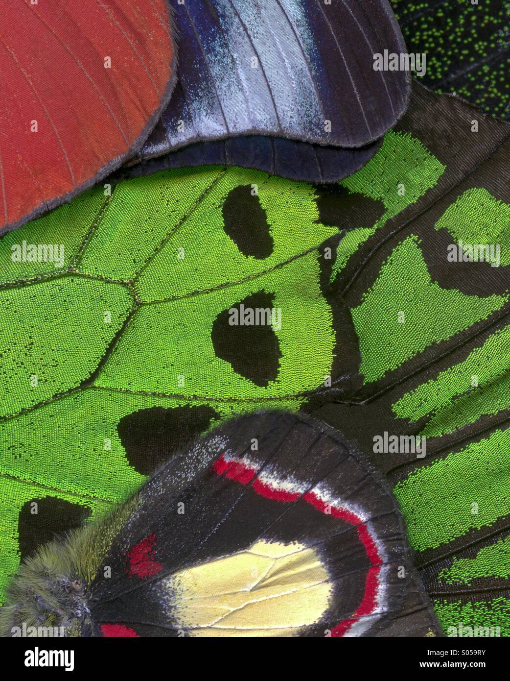 Ali di falena Abstration - Immagine stock catturata con smartphone