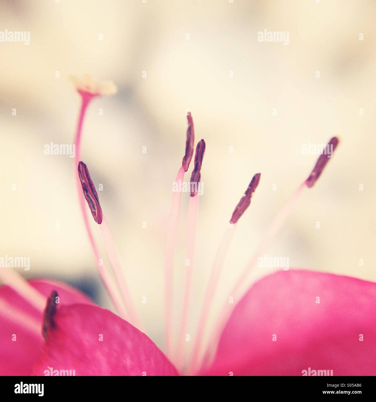 Macro di stame di un fiore rosa Foto Stock