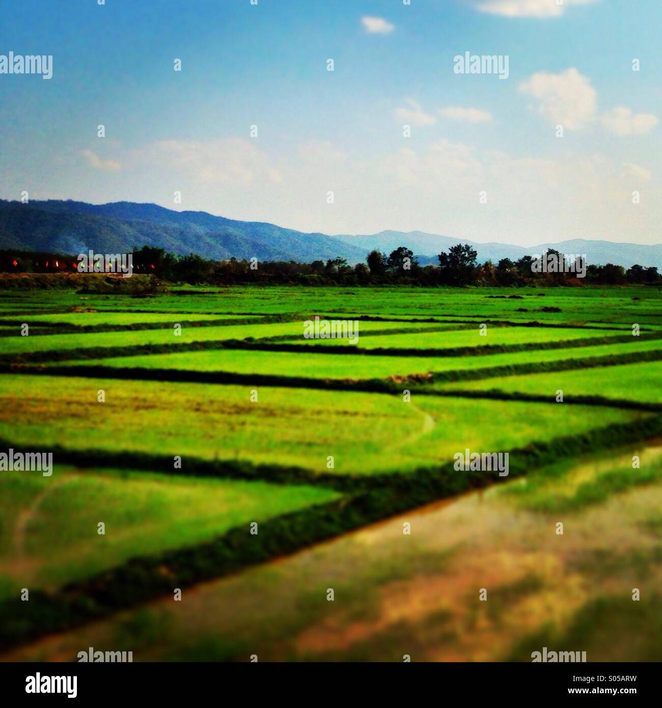 Campo di riso della Thailandia Foto Stock