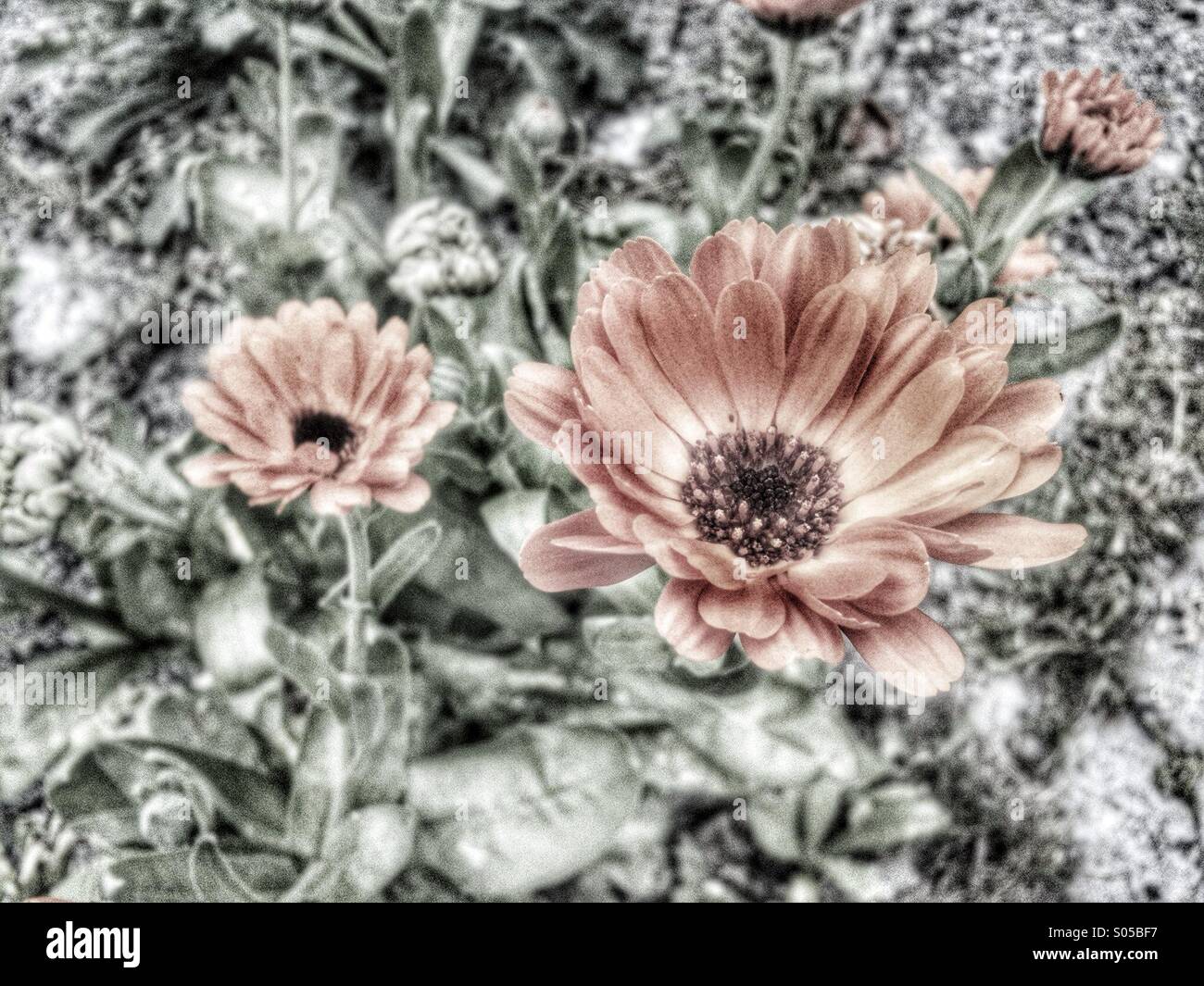 Artistici di fiori in bianco e nero Foto stock - Alamy