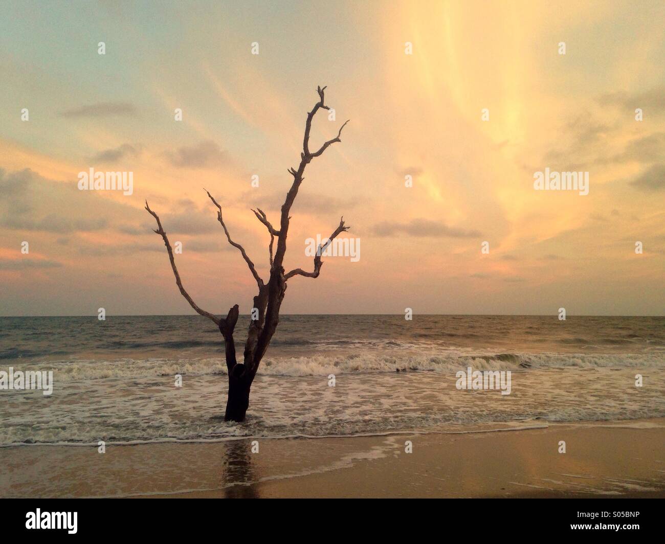Un albero solitario viene lavata mediante le onde a Botany Bay Wildlife Management Area, SC. Foto Stock