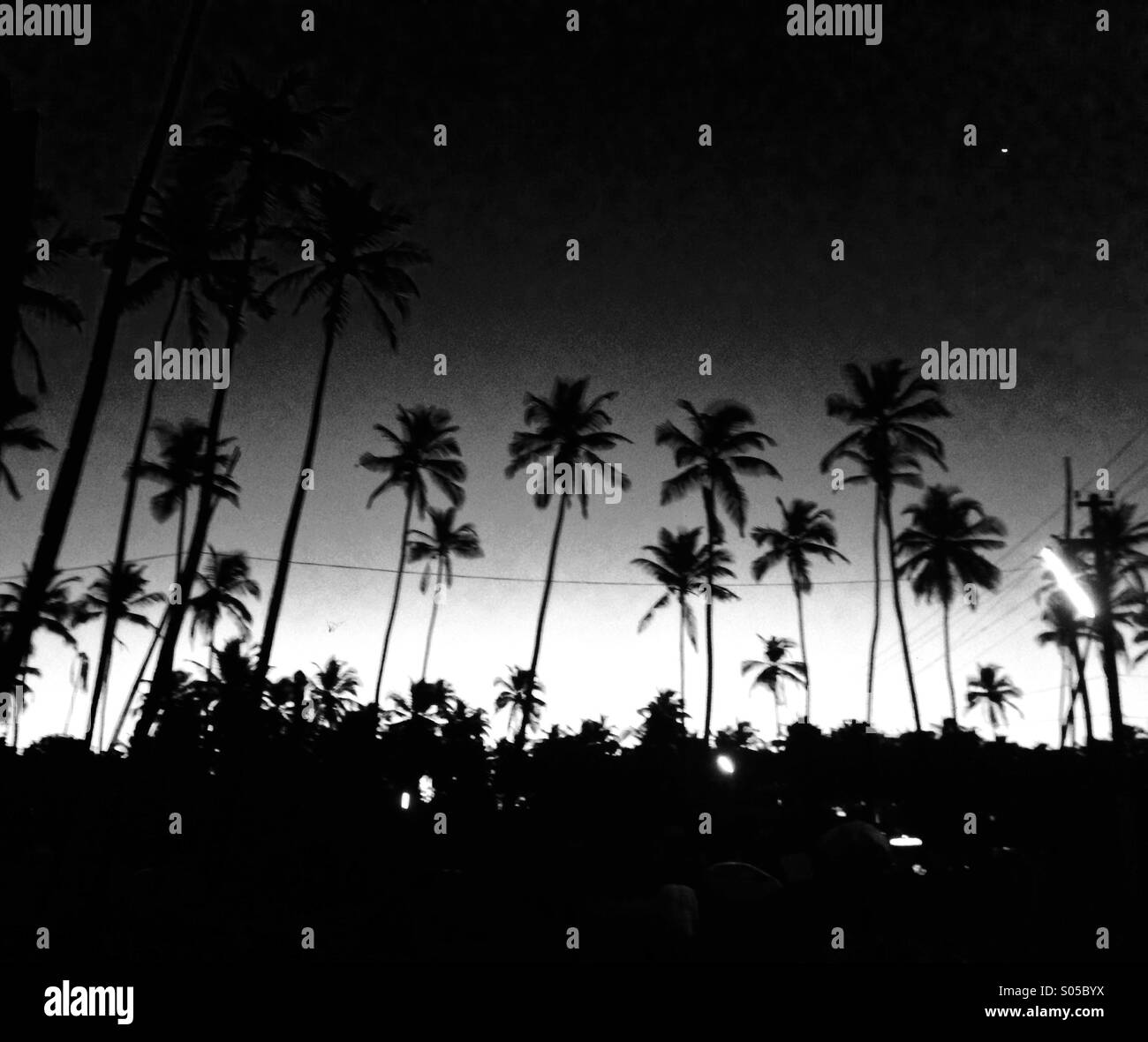 Silhouette di palme da cocco su un inizio di mattina di Goa Foto Stock