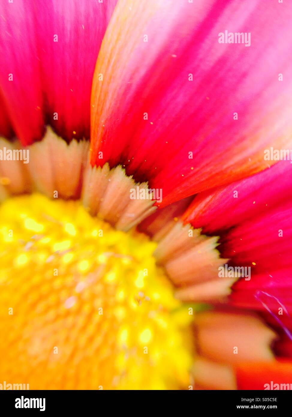 Vista macro di un gazania Foto Stock