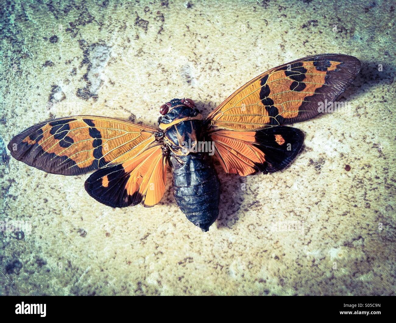 Falena - Immagine stock catturata con smartphone