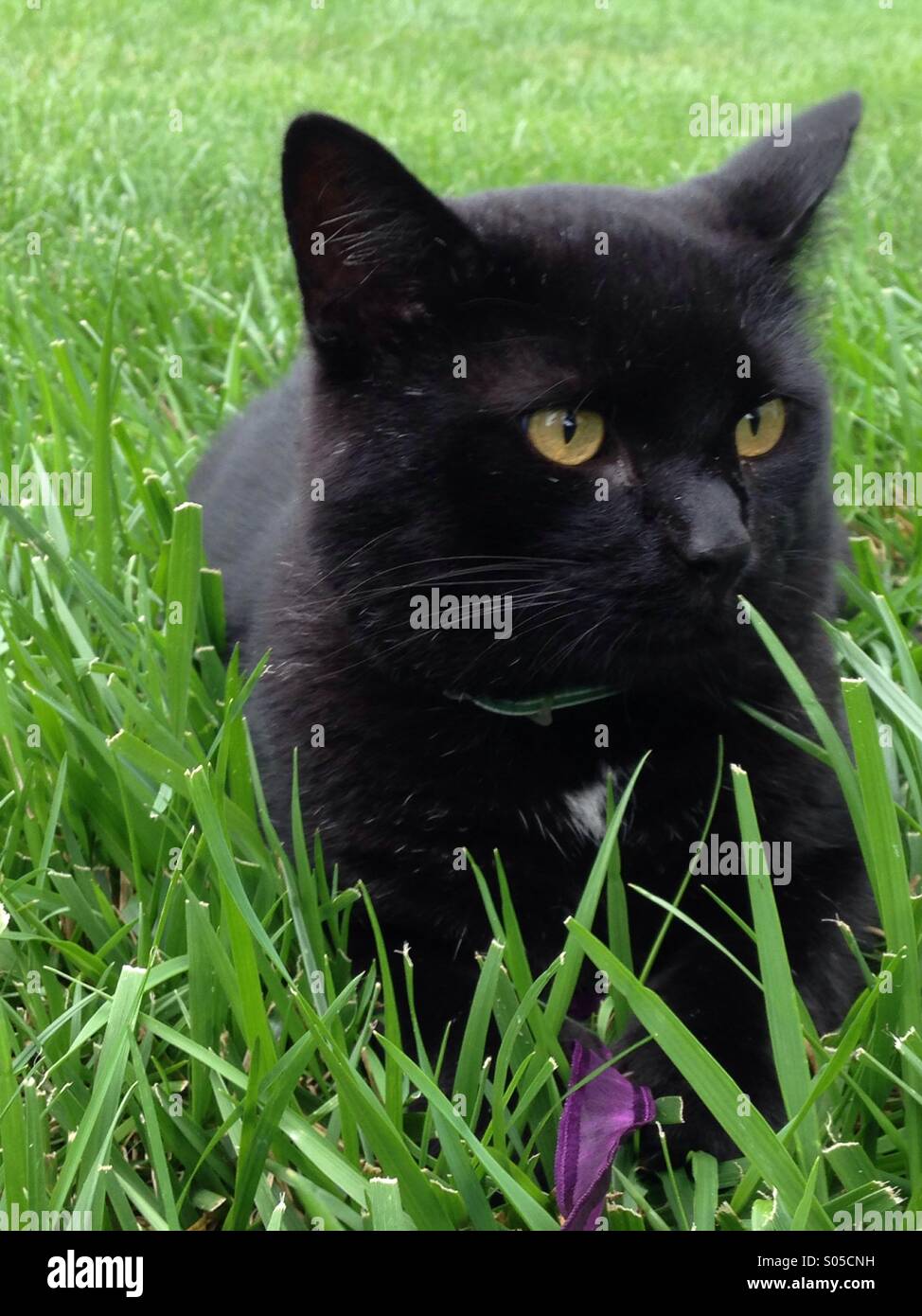 Un grazioso, nero kitty in erba con un nastro di colore viola. - Immagine stock catturata con smartphone