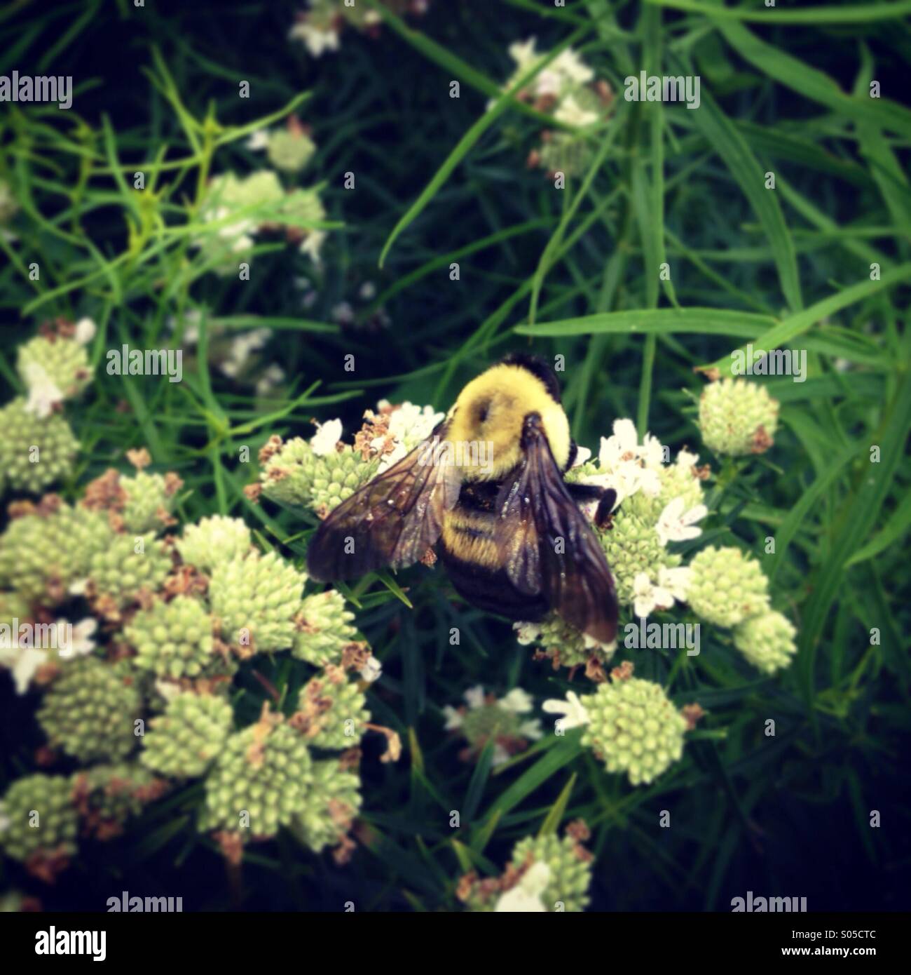 Bee impollinare i fiori, close up - Immagine stock catturata con smartphone