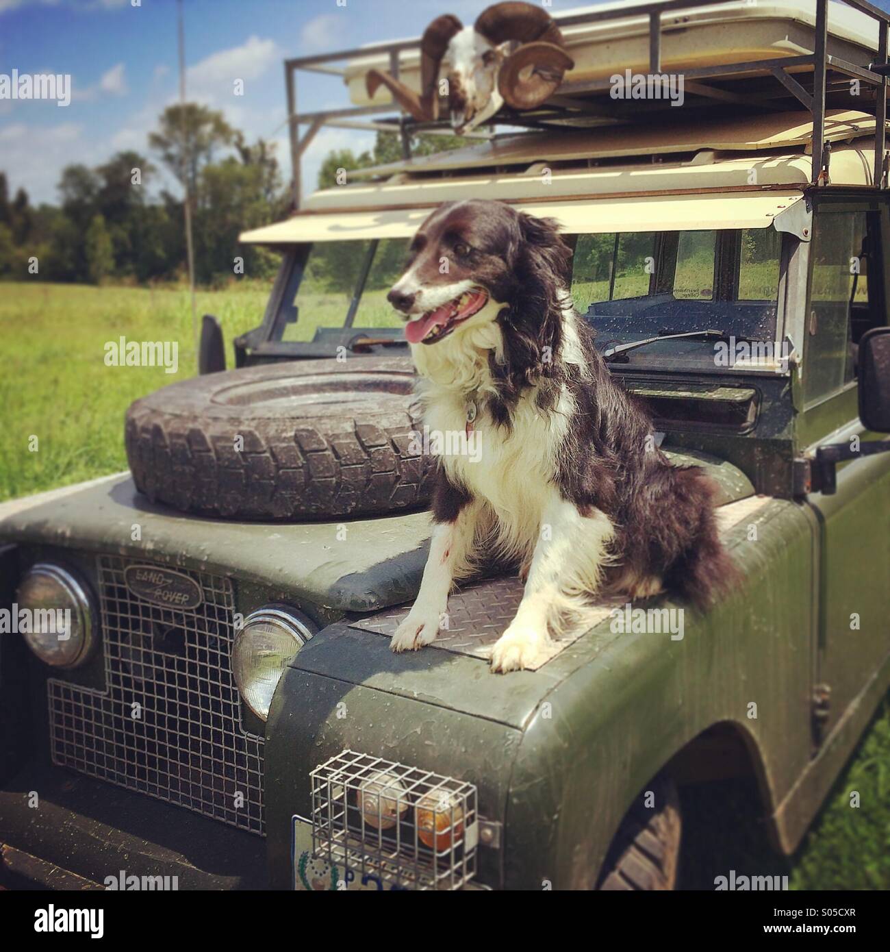 Border Collie su land rover cofano Foto Stock