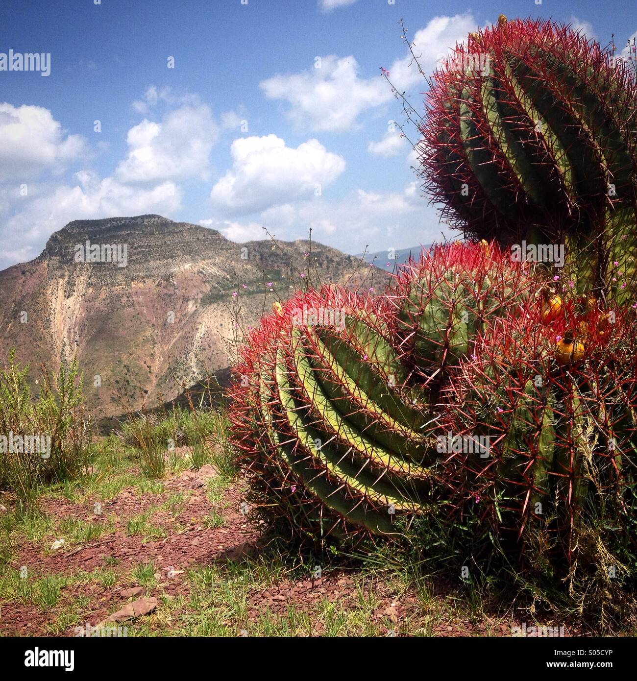 Red cactus in Wirikuta, un sacro deserto per Wirarika o indigeni Huichol nel deserto vicino a Real de Catorce, San Luis Potosi, Messico Foto Stock