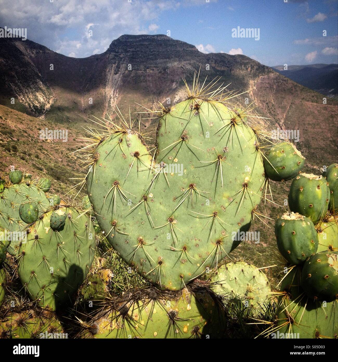 Un cactus con la forma di un cuore in Wirikuta, un sacro deserto per Wirarika o indigeni Huichol vicino a Real de Catorce, San Luis Potosi, Messico Foto Stock