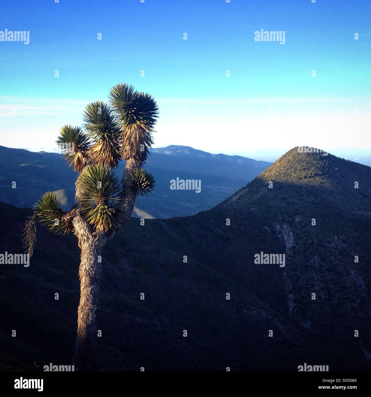 Un albero di palma in Cerro Quemado montagna con la Lucero illuminata di montagna in Wirikuta, un luogo sacro per Wirarika o indigeni Huichol vicino a Real de Catorce, San Luis Potosi, Messico Foto Stock