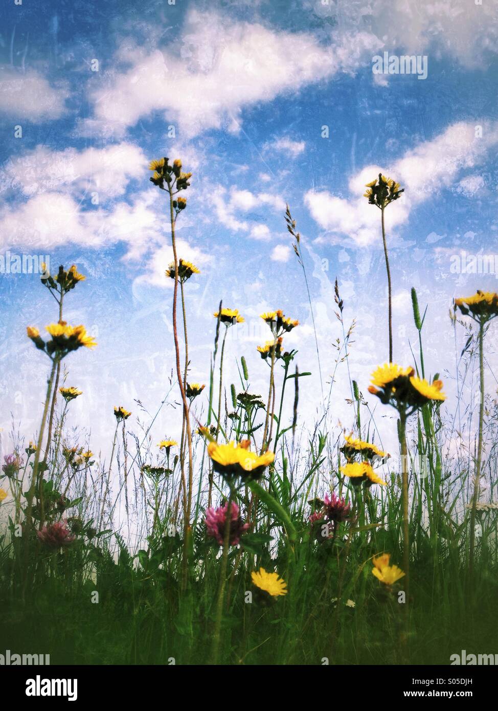 Campo - Immagine stock catturata con smartphone