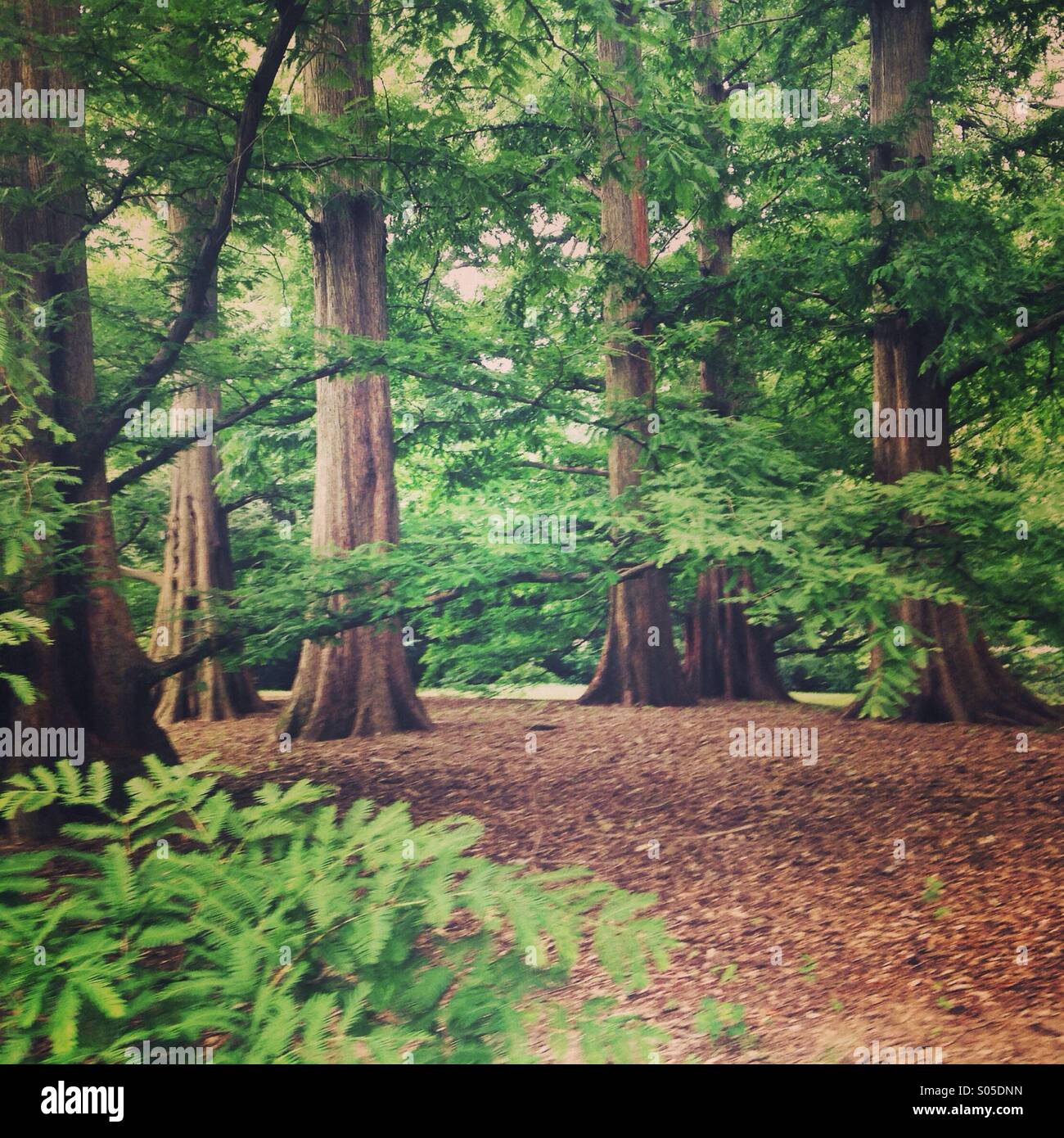 Stand di alberi forestali - Immagine stock catturata con smartphone