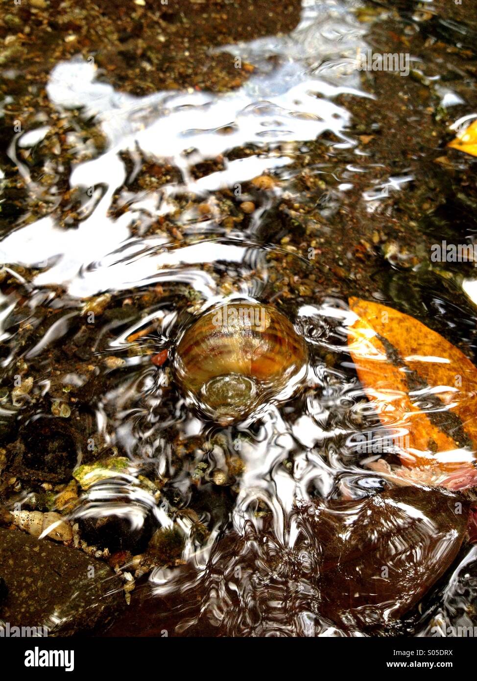 lumaca in acqua Foto Stock