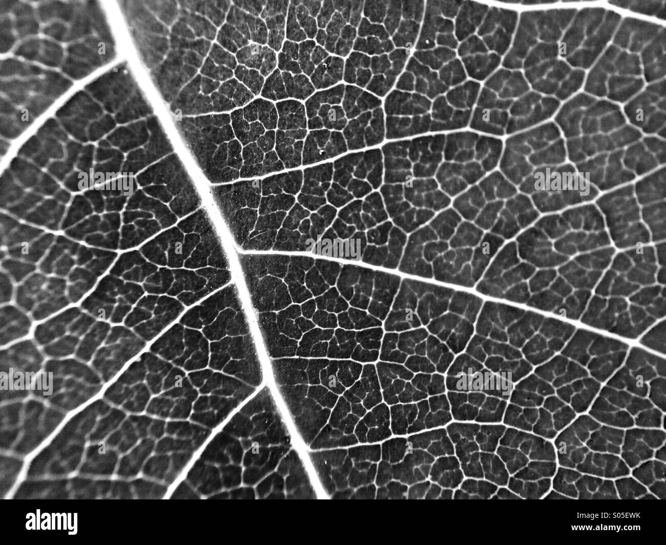 Macro shot di vene di foglia in bianco e nero. - Immagine stock catturata con smartphone