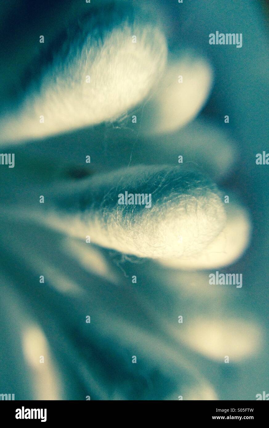 Close up di lana di cotone le gemme Foto Stock