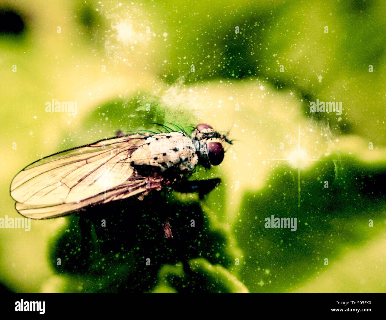 Close up di una mosca - Immagine stock catturata con smartphone