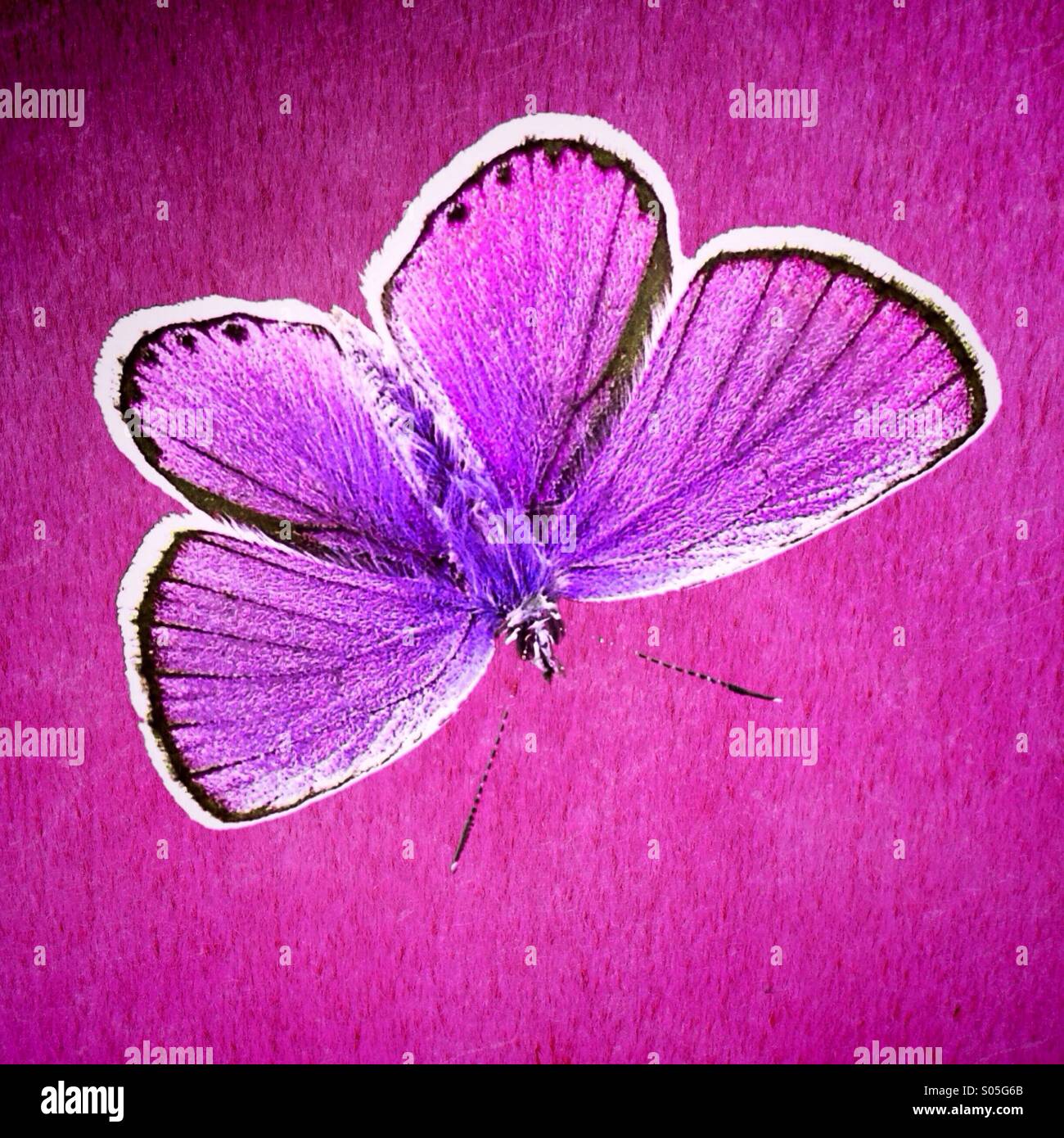 Farfalla colorata su sfondo rosa - Immagine stock catturata con smartphone