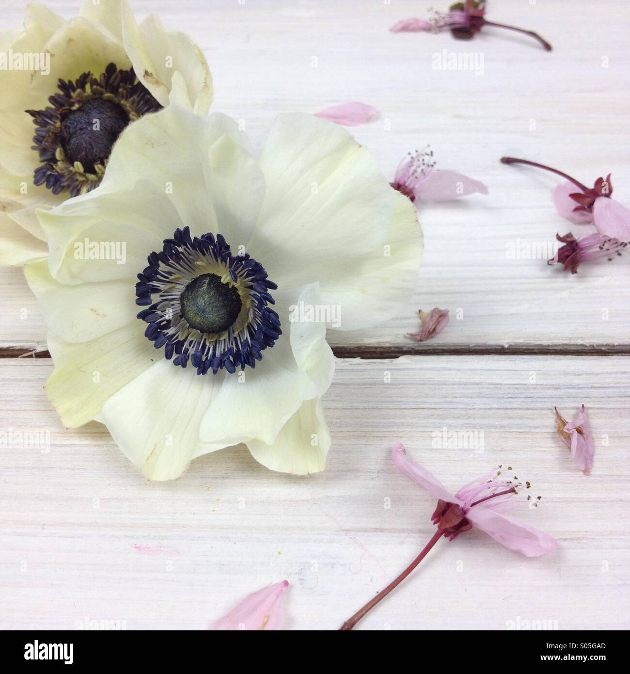Anemone bianca close up con fiori di ciliegio disseminate su bianco bordo in legno - Immagine stock catturata con smartphone