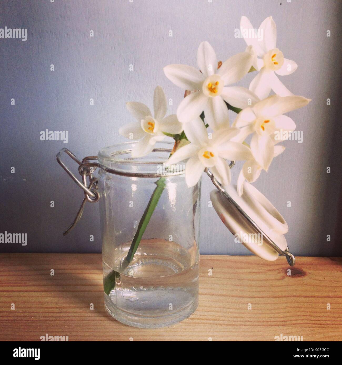 Piccolo Fiore, profumo sorprendente Foto Stock