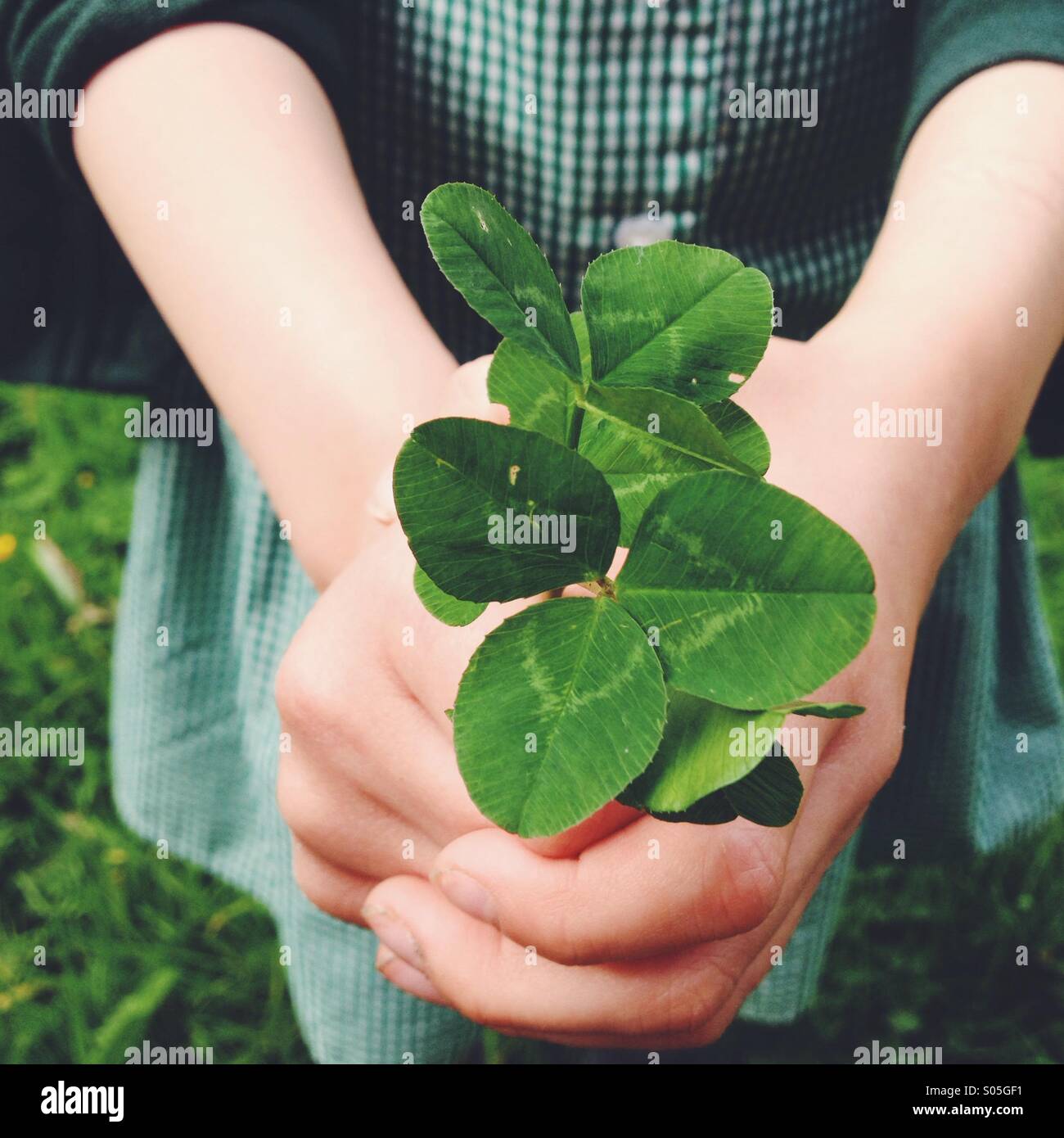 Chiusura del bambino Tenuta Quadrifoglio Verde in mani. Foto Stock