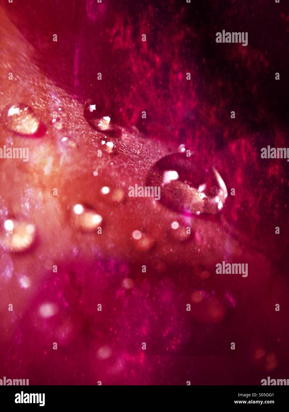 Close up di goccioline di acqua su un petalo di rosa Foto Stock