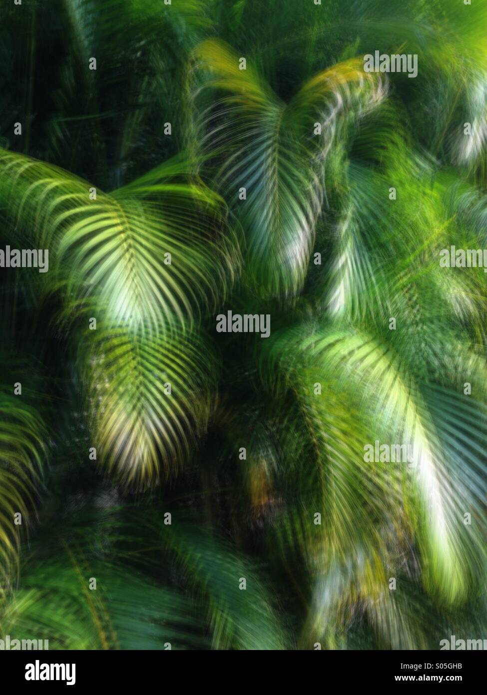 Una lunga esposizione di foglie di palmo in Florida. Foto Stock