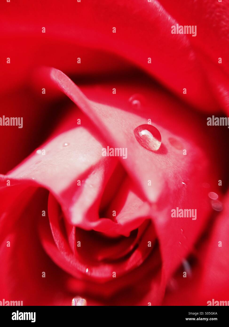 Close up di goccioline di acqua su una rosa Foto Stock