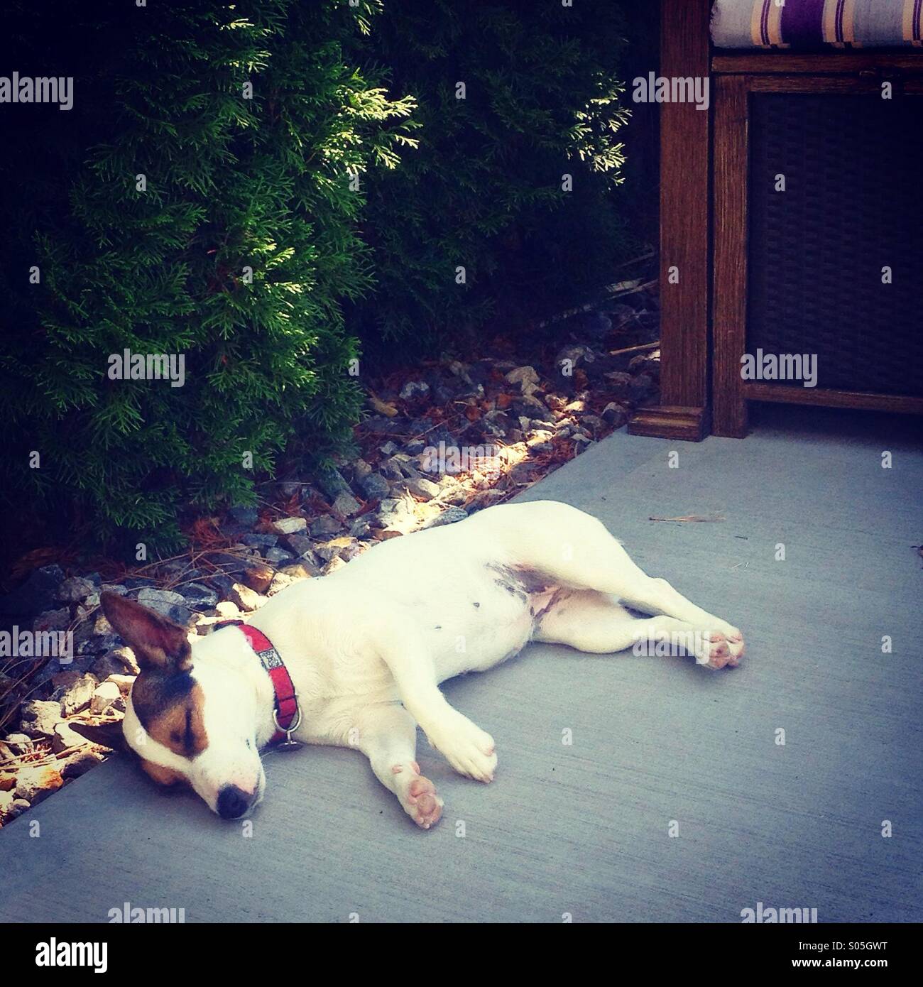 Siesta pomeridiana. Dopo una bella passeggiata e nuotare, Daisy Jack Russell Terrier cucciolo è godendo di un NAP all'ombra. - Immagine stock catturata con smartphone