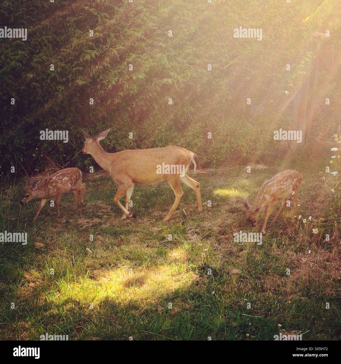 Culbianco doe cervi e due simpatici cerbiatti in erba con la golden magica raggi solari streaming verso il basso. Foto Stock