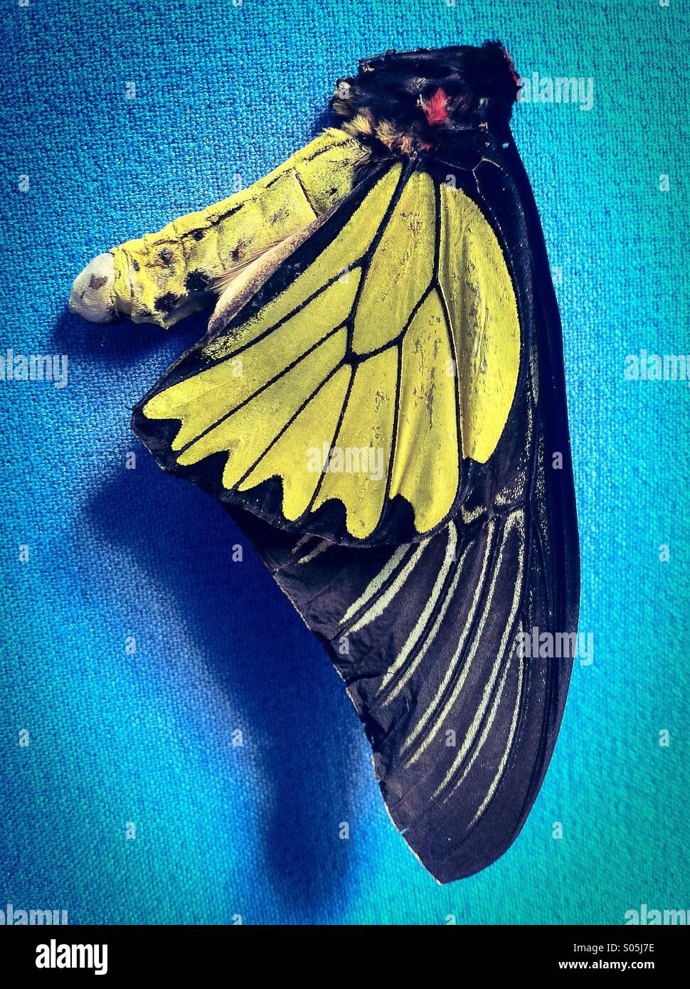 Lepidottero giallo - Immagine stock catturata con smartphone