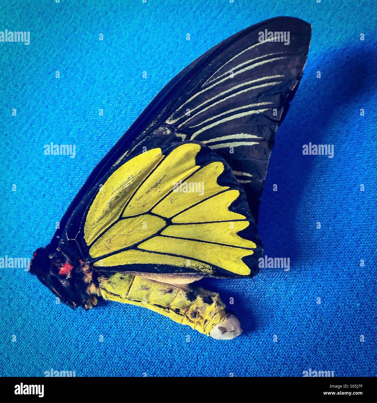 Lepidottero giallo - Immagine stock catturata con smartphone
