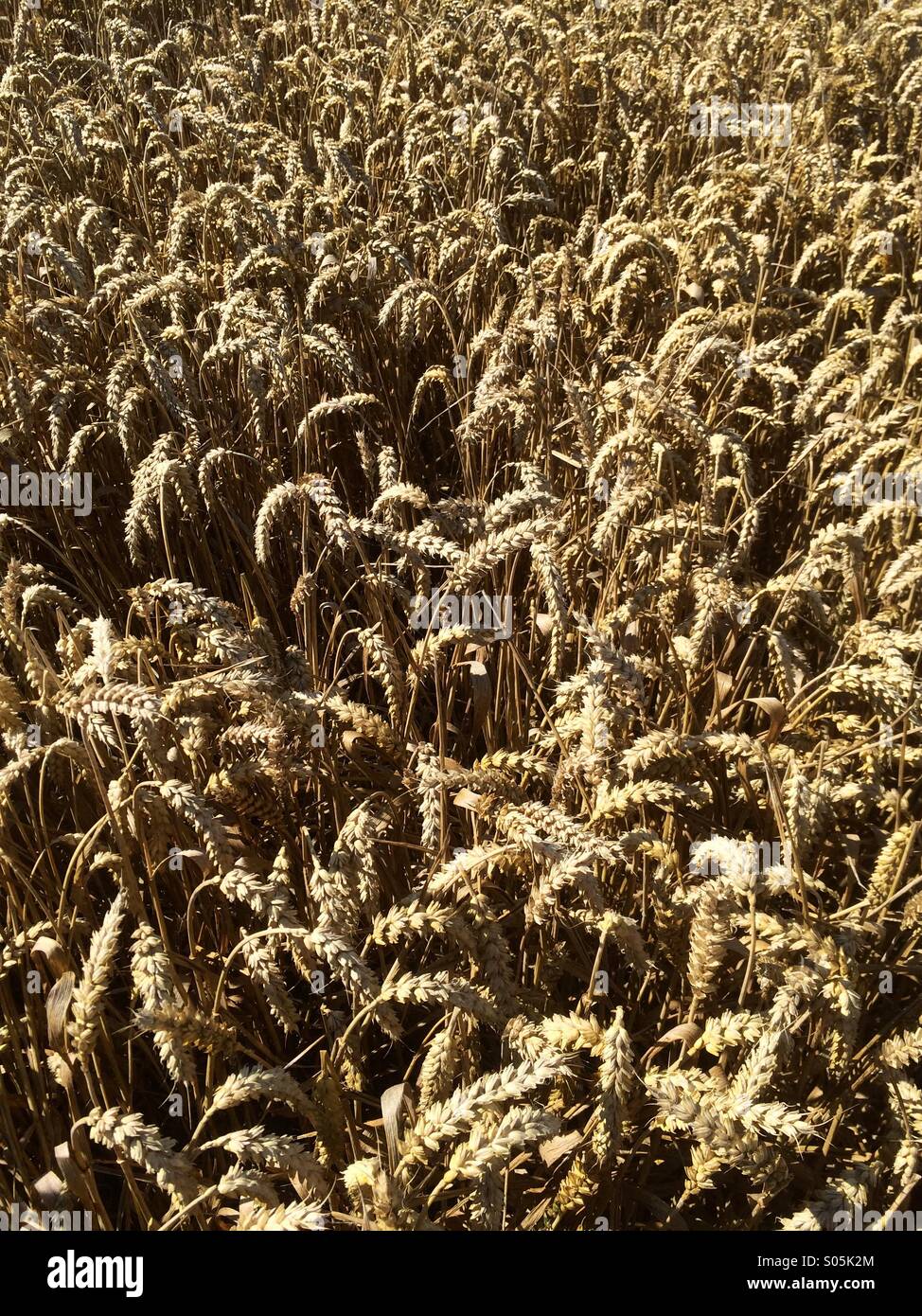 Campo di frumento - Immagine stock catturata con smartphone