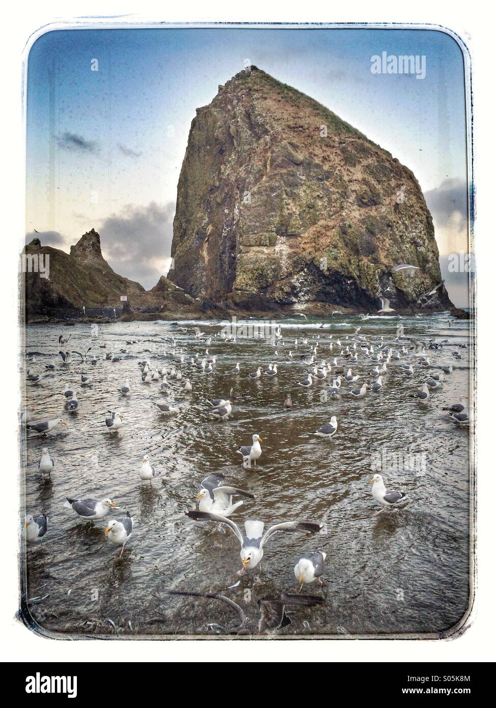 I gabbiani alimentare al di sotto di Haystack Rock, Cannon Beach, Oregon - Immagine stock catturata con smartphone