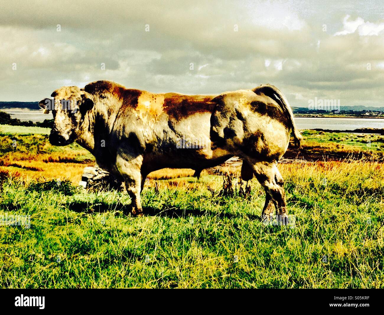 Toro #8 Foto Stock