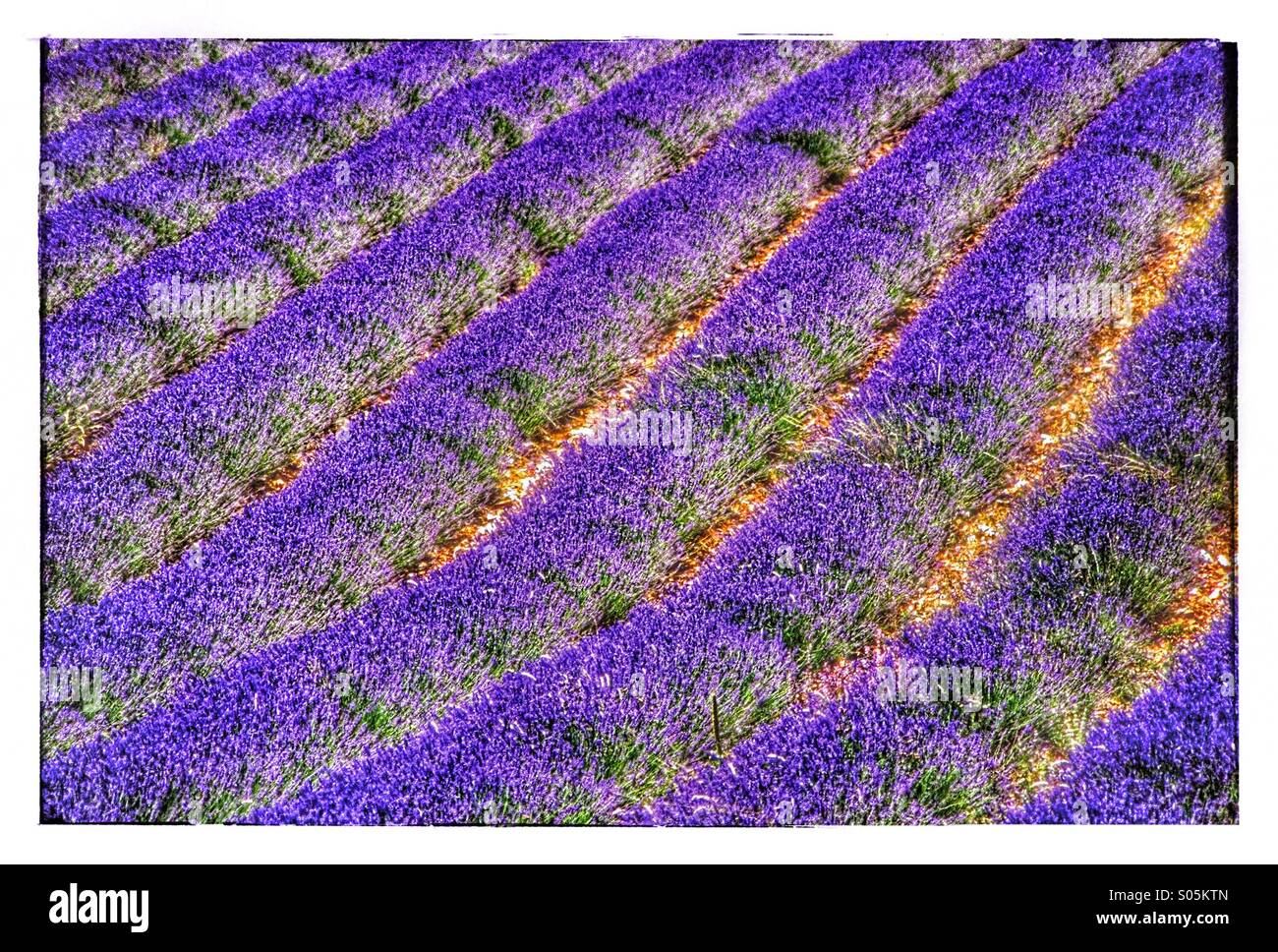 Lavanda Foto Stock