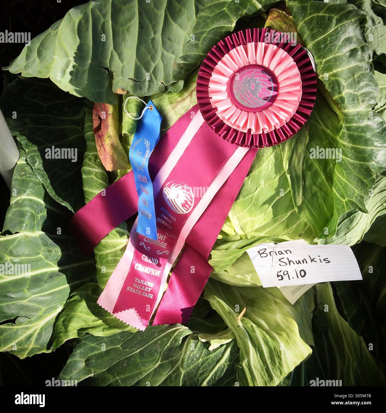 Cavolo gigante in Alaska state fair - Immagine stock catturata con smartphone