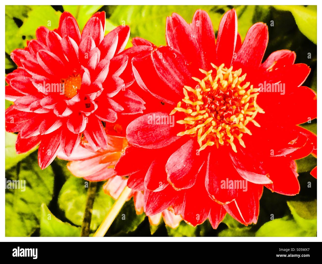 Due crisantemi rosso con giallo Foto Stock