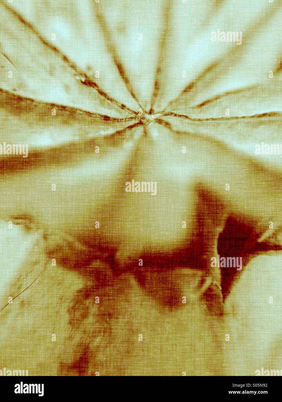 Close up di un seme di papavero testa Foto Stock