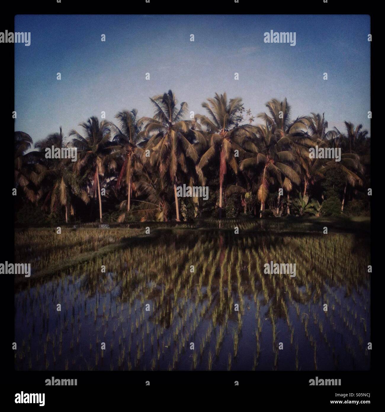 Le palme di fronte un risone a Bali, in Indonesia - Immagine stock catturata con smartphone